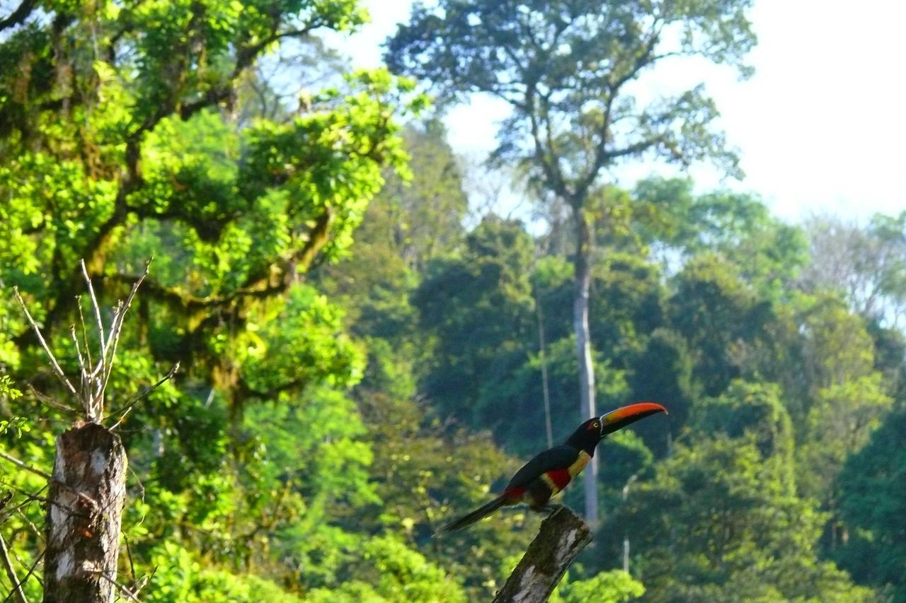 Rafiki Safari Lodge Савегре Номер фото